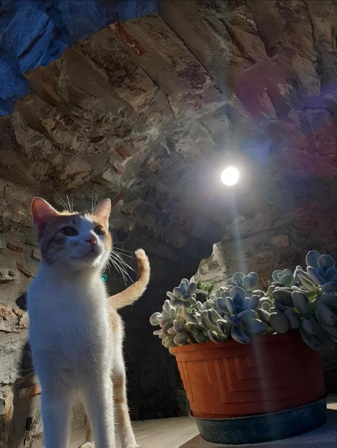 Albanella Tenuta Il Giardino Di Eros المظهر الخارجي الصورة
